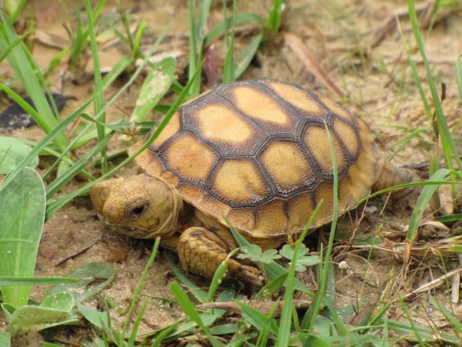 A Florida gopher tortoise, a state-protected species under FWC Rule 68A-27